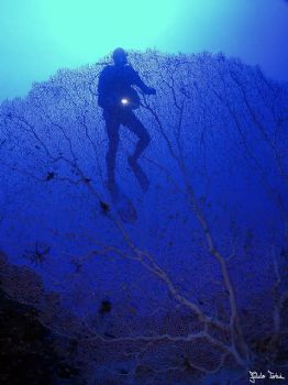 Sea fan with diver early morning. Taken with Olympus E-20... by Istvan Juhasz 